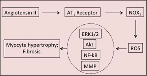 Signaling Pathways of Cardiac Remodeling Related to Angiotensin II ...