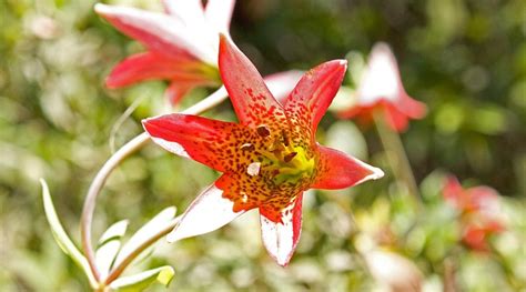 74 Different Types of Beautiful Lily Varieties