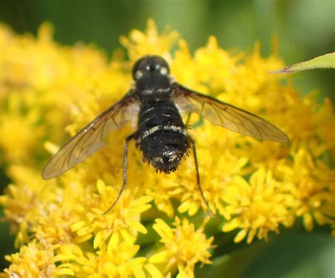 Bombyliidae Sp Villa Bugguidenet