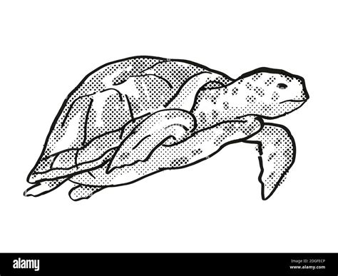 Turtle Drawing High Resolution Stock Photography And Images Alamy