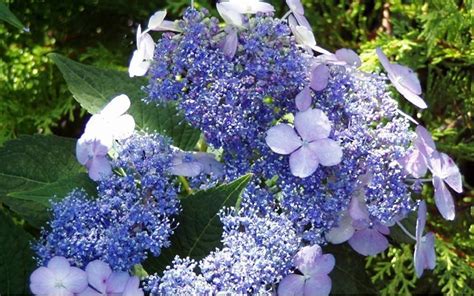 Bluebird Lacecap Hydrangea - 1 Gallon - Shrub - Hydrangea Shrubs ...