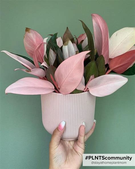 10 Pretty Pink Houseplants To Cheer Up Your Home Artofit