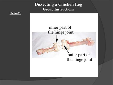 Ppt Dissecting A Chicken Leg Powerpoint Presentation Free Download