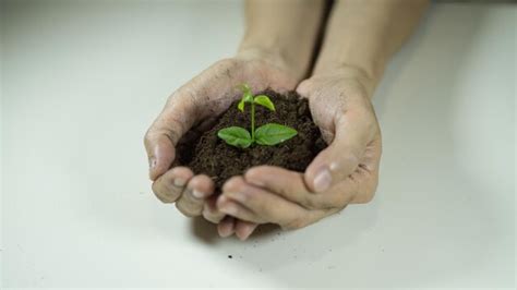 Premium Photo Cropped Hands Holding Sapling At White Table