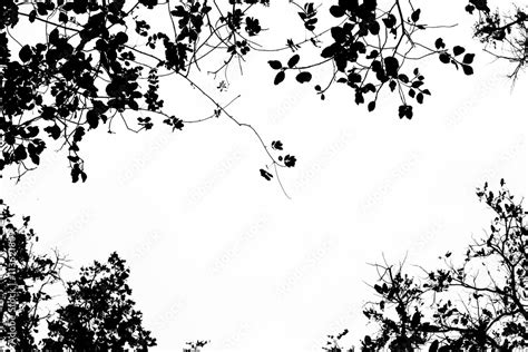 Tree Branch And Leaves Silhouette Against White Background Stock Photo