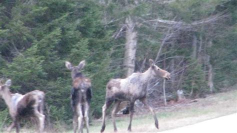 Photos Moose Spotted Along Moose Alley