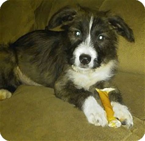 Marra | Adopted Puppy | New Port Richey, FL | Wheaten Terrier/Border Collie Mix