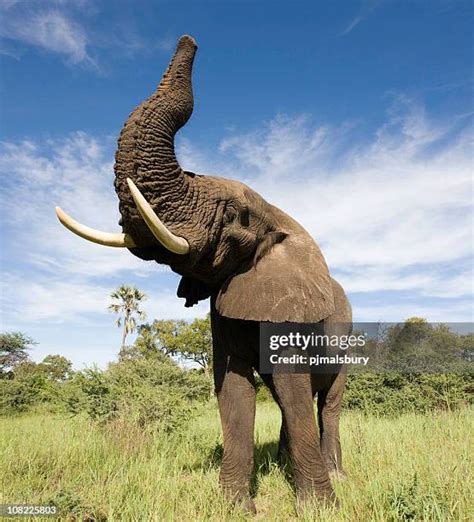 21,254 Elephant With Trunk Up Stock Photos, High-Res Pictures, and ...