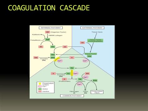 Ppt Coagulation Disorders Powerpoint Presentation Free Download Id