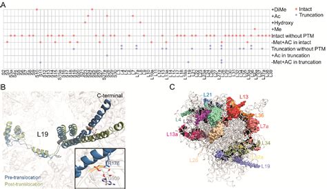 Figure From Integrated Top Down And Bottom Up Proteomics Mass