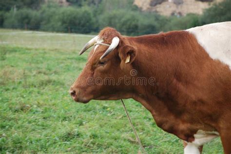 Cattle Like Mammal Grazing Horn Pasture Picture Image