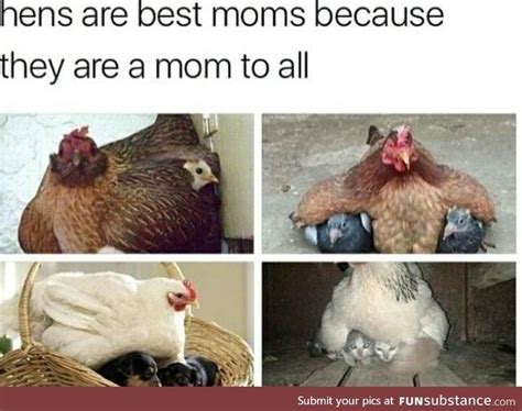 Hens Are Great Moms Funsubstance Cute Little Animals Animal Memes