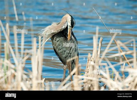 Great Blue Heron In Swamp Preening Stock Photo Alamy