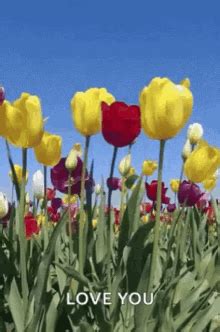 Tulips Windy GIF - Tulips Windy Flower - Discover & Share GIFs