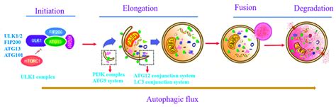 Patterns Of Autophagic Flux Which Is Composed Of Autophagy Initiation