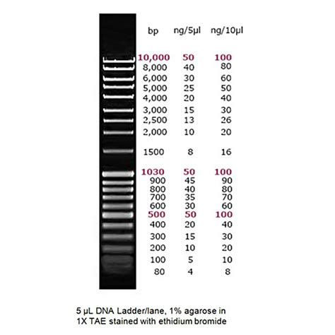 Kb Plus DNA Ladder 60 OFF Elevate In