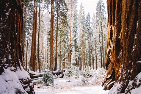 Visiting Kings Canyon Sequoia National Parks In The Winter Beyond