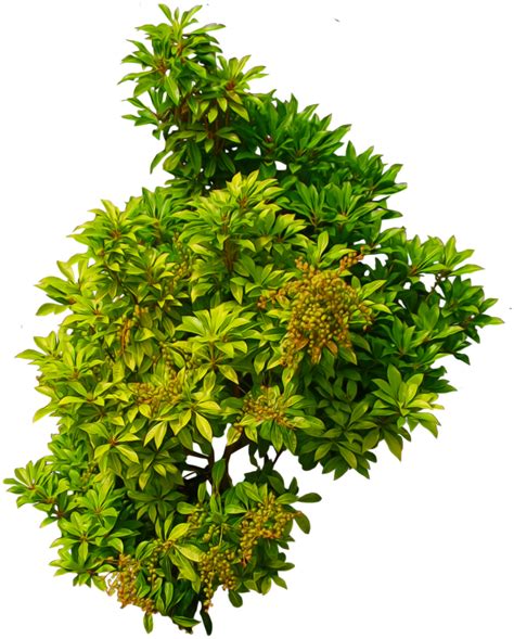 Bush Png Image Shrub Top View Png Free Transparent Png Download