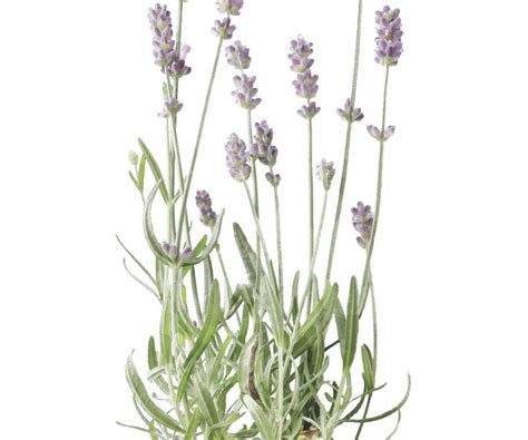 Lavender Botanical Flower Print Framed Wall Art Beautiful Framed