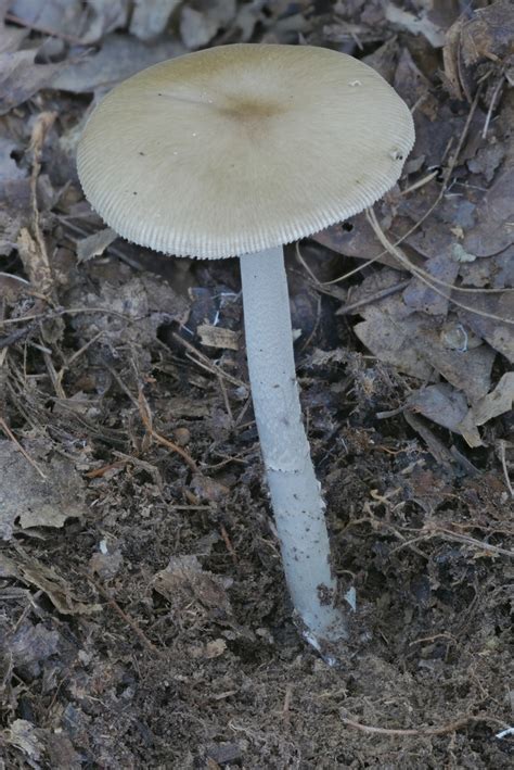 Amanita Sect Vaginatae From Spencer County US IN US On August 20