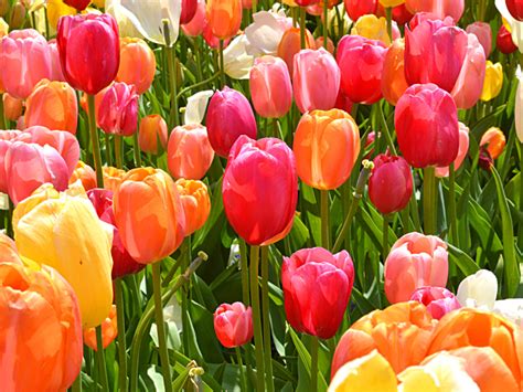 Wanneer Moet Je Tulpen Bollen Planten Wanneermoetje