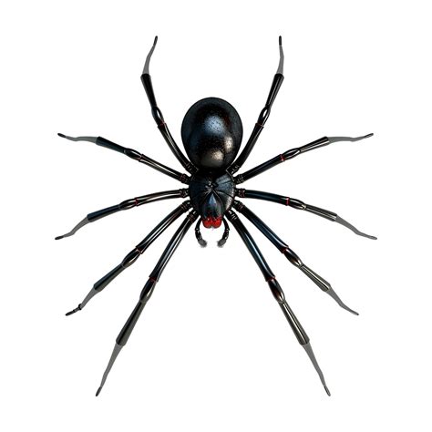 Redback Spider On Transparent Background 45649644 Png