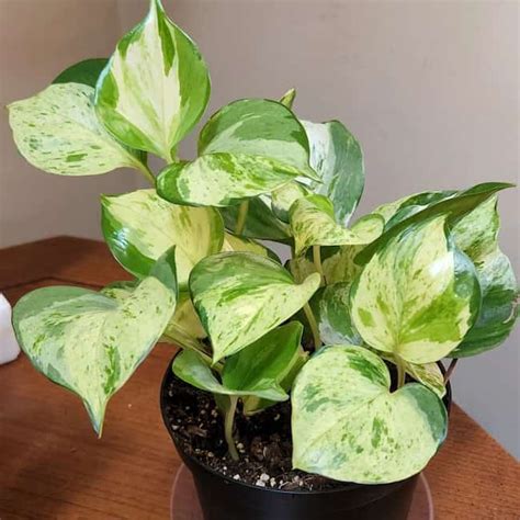 Manjula Pothos Vs Marble Queen Pothos What S The Difference