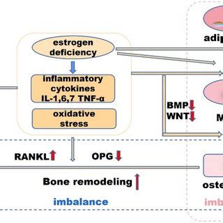 Interaction Between The OPG RANK RANKL Pathway Inflammation And Immune