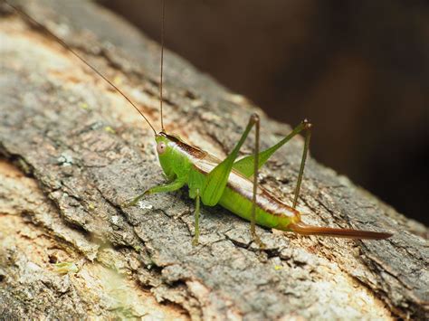 About Short Winged Meadow Katydid Maryland Biodiversity Project