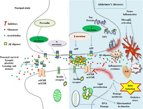 Neurobiology Of Alzheimers Diseaseapp Amyloid Precursor Protein Aβ