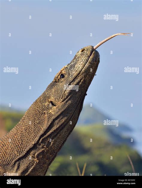 El dragón de Komodo Varanus komodoensis con la lengüeta bifurcada