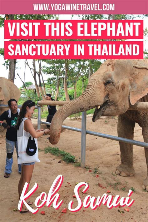 Koh Samui Elephant Sanctuary Rescuing Elephants From Riding Camps And