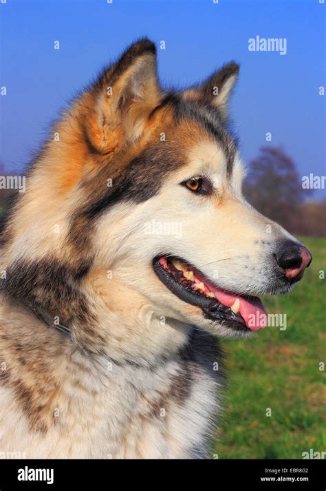 Alaskan Malamute Canis Lupus F Familiaris Five Year Old Female