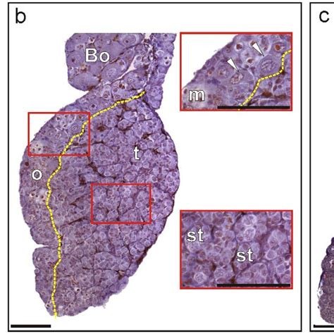 Histological Sections Of Three Anuran Species Under The Influence Of