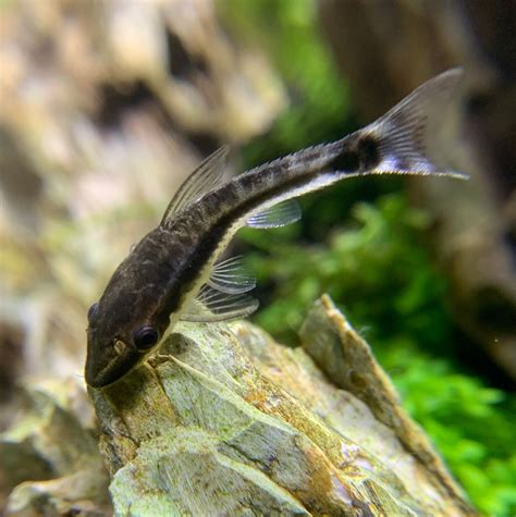 Otocinclus Catfish Saturn Shrimp