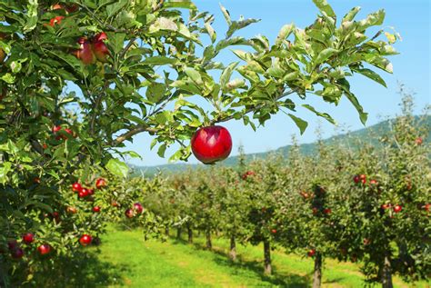 Apple Picking At Honey Pot Hill Orchard Colleges Of The Fenway