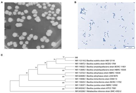 Bacillus Subtilis Morphology And Gram Stain