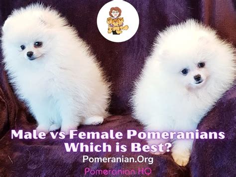 Male vs Female Pomeranian Dogs-Which is Best?