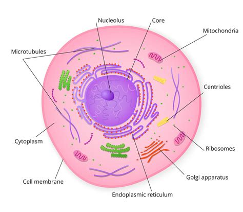 Structure of cell with signed particles. Colorful structure with ...