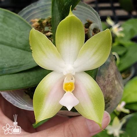 Phal Bellina Var Pink Fire × Sib 粉色火字美麗娜[apr Pre Order] Orchidmart