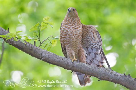 Female Cooper’s Hawk Display | Daniel Lim Photography