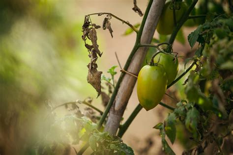 What To Plant After Tomatoes Crop Rotation PlantopiaHub Your