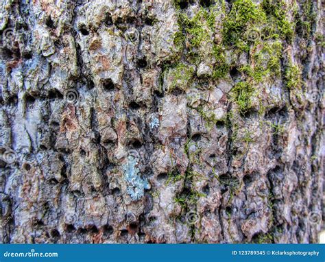 Pecan Tree Bark Stock Images - 60 Photos