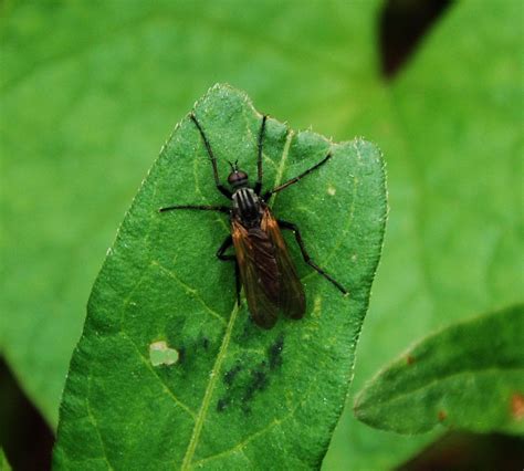 R F Insecta Diptera Empididae Empis Euempis