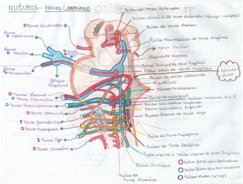 Rabiscos Infundados N Cleos Dos Nervos Cranianos