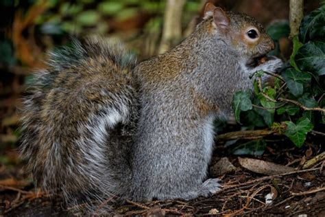 Eastern Gray Squirrel l Ecologically Vital - Our Breathing Planet