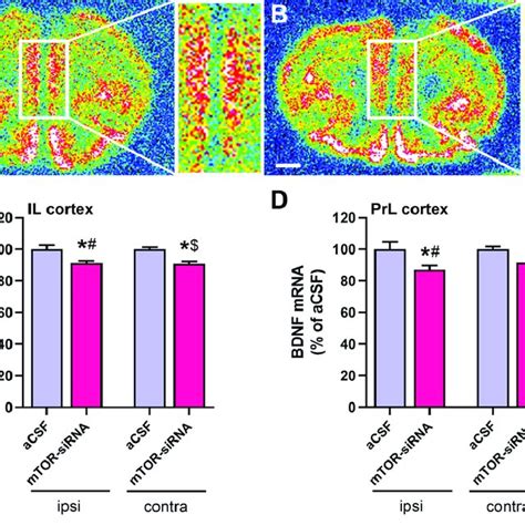 MTOR Knockdown In Infralimbic Cortex Reduces BDNF Transcription In