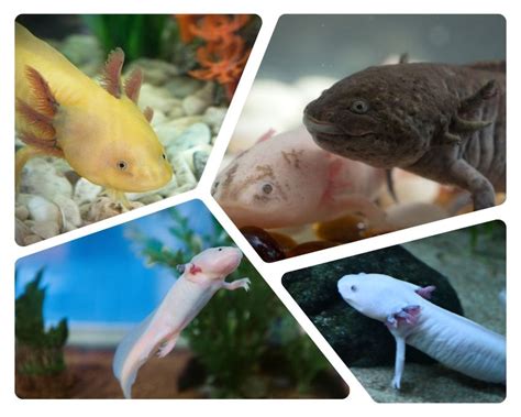 Glowing Wonders GFP Axolotls Varieties Breeding And Care FACT FAQs