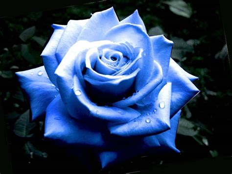 Dark Blue Roses Wallpaper - WallpaperSafari