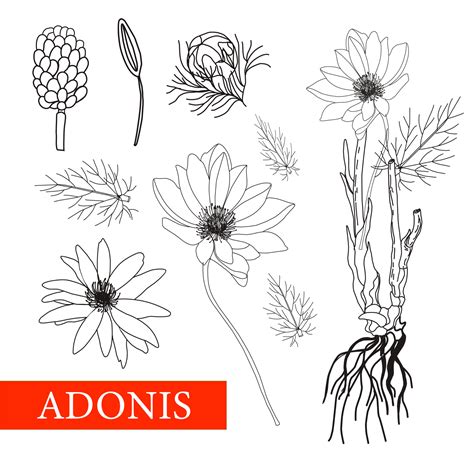 Adonis Flower Drawing